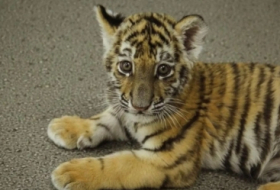 Nace un cachorro de tigre en el zoo de Bakú