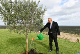  Presidente Ilham Aliyev planta olivo en Zira 