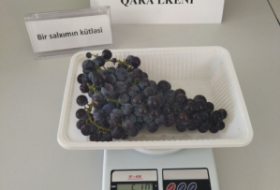 Se recuperan variedades raras de uva de Karabaj
