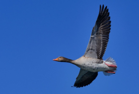 Científicos 'dan vida' a pájaros muertos al convertirlos en drones