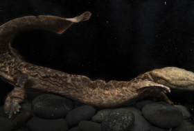 Descubren que el canibalismo de las salamandras gigantes americanas aumenta en áreas deforestadas