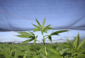 El Senado de Florida aprueba el proyecto de ley para el uso de la marihuana medicinal fumable