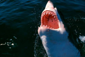 Un biólogo mexicano convoca para cuidar más que temer al tiburón blanco