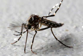 El mayaro, el nuevo virus transmitido por mosquitos que preocupa a América Latina