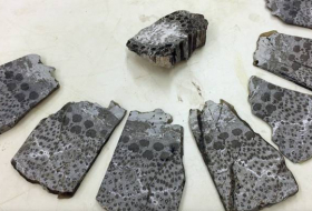 Antiguos y gigantes: encuentran en China los restos de 'árboles-seta' prehistóricos