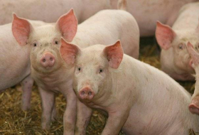 El futuro de trasplantología: la modificación genética de los… ¿cerdos?