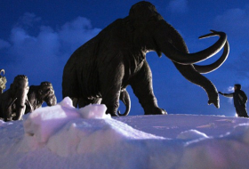 El cráneo de un mamut deja perplejos a los científicos de EEUU 