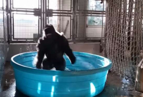 Este gorila te dará unas ganas incontenibles de bailar (vídeos) 