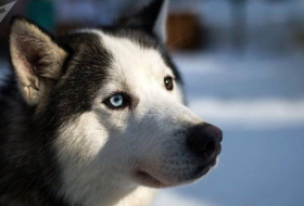 Alerta por husky siberiano a raíz de la serie 'Game of Thrones'