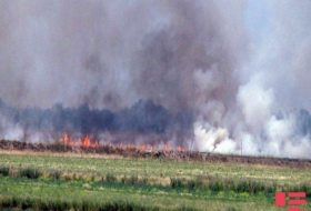 Incendios destruyen 11.500 hectáreas de bosques en el este de Rusia