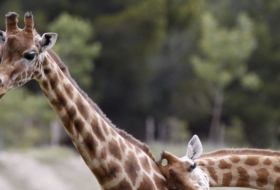 Son cuatro las especies de jirafas que habitan nuestro planeta