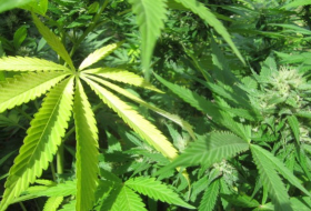 Más de 70% de electores en Florida votan por legalizar marihuana