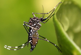 Liberan mosquitos mutantes en las Islas Caimán para combatir el virus del Zika
