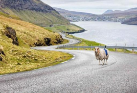 Google coloca cámaras a ovejas en las islas Feroe para el servicio de mapas