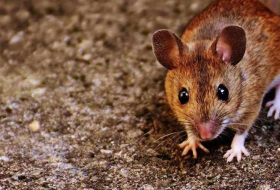 Terapia celular logra 'invertir' la vejez en ratones 