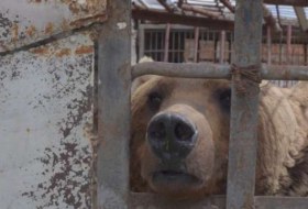 No son juguetes: una ONG quiere salvar a los osos enjaulados en Armenia